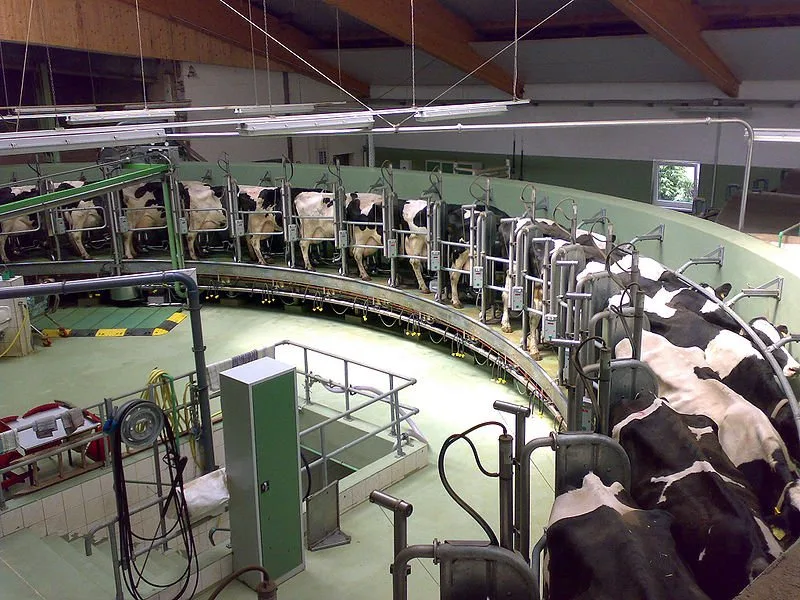 6 Tips For Health-Conscious Meat Eaters Dairy cows. Milked by machine three times per day.