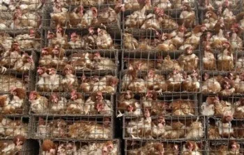 6 Tips For Health-Conscious Meat Eaters This is how chickens live