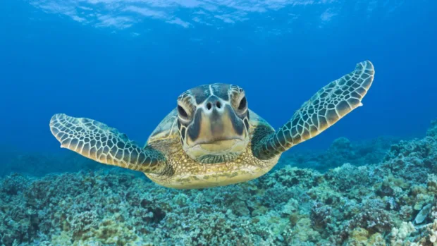 hawaii-travel-guide