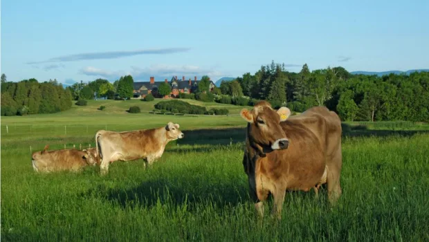 Deciphering the Ethical Meat and Sustainability Trend shelburne-farms-review