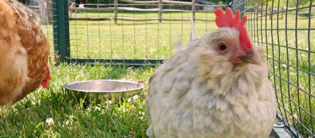 An adorable chicken who seemed to be very curious about my camera.