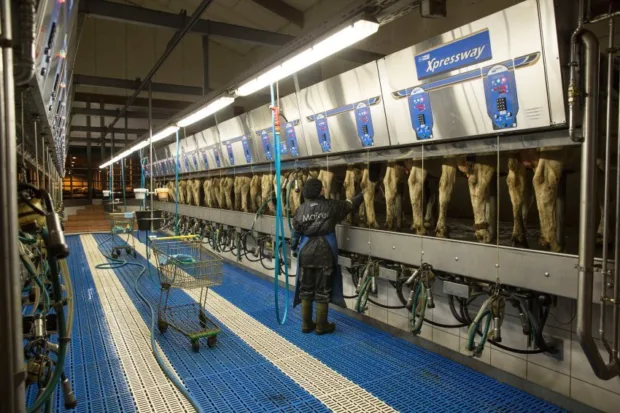 Deciphering the Ethical Meat and Sustainability Trend A dairy farm