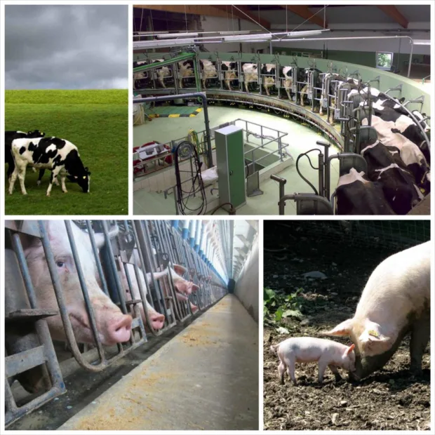 Deciphering the Ethical Meat and Sustainability Trend shelburne_farms_pig_Fotor-small