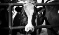 Deciphering the Ethical Meat and Sustainability Trend - ethical meat trend