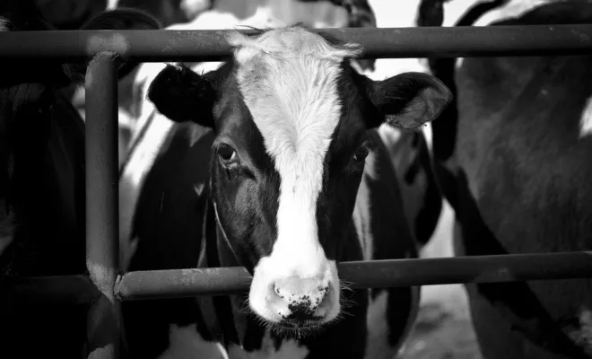 Deciphering the Ethical Meat and Sustainability Trend