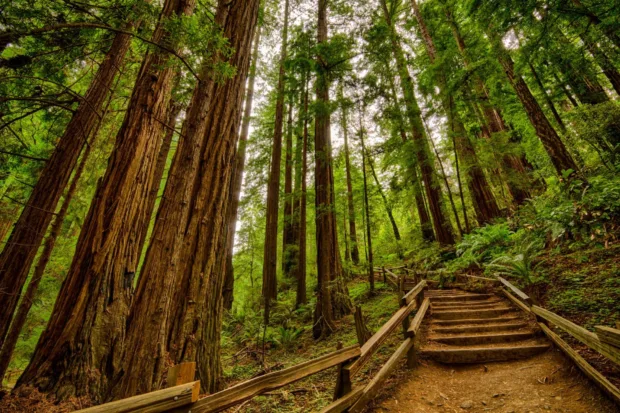 Mill Valley: A Charming Retreat The Muir Woods in Mill Valley, California