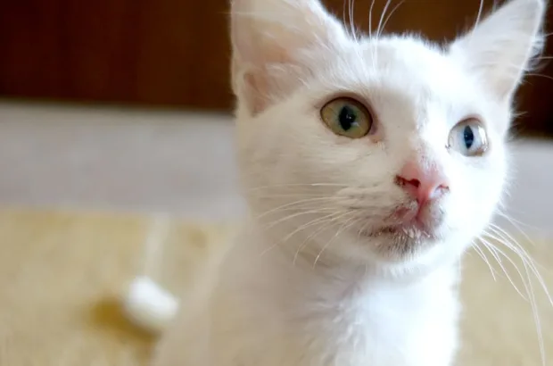 One Crazy Night in Mexico mexico-pet-adoption