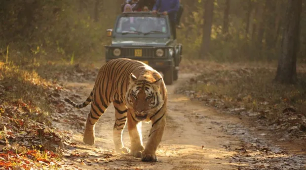 Help save the tigers and elephants in India