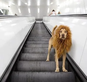The Fantastic ‘Lion Dog’ + other Weekly Discoveries
