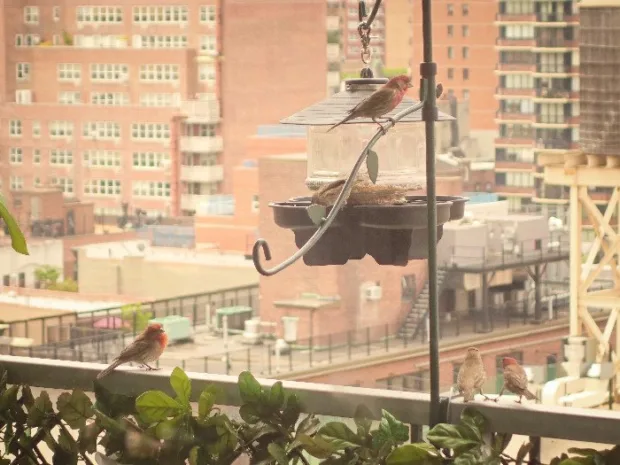 How to Turn Your Balcony Into a Private Sanctuary Birdfeeder and green leafy railing stand / hooks