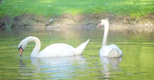 6 Reasons to Visit Buttermilk Falls Swans in the pond at Buttermilk Falls Inn