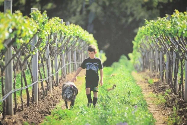 One-of-a-Kind Pet Getaways Your dog will enjoy touring Niagara-on-the-Lake as much as you do!