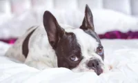 One-of-a-Kind Pet Getaways - pet friendly travel