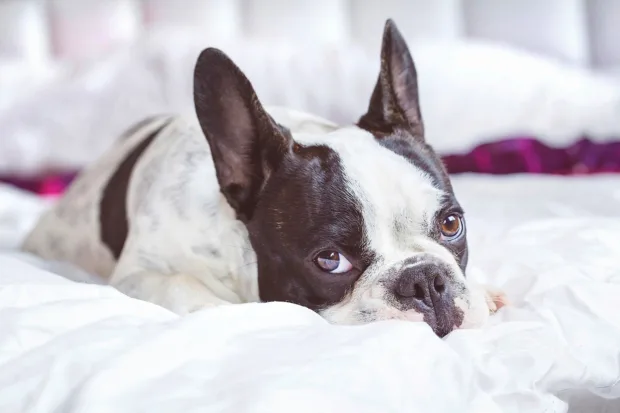 One-of-a-Kind Pet Getaways Don't leave him behind. Discover the joys of traveling with your furry friend!