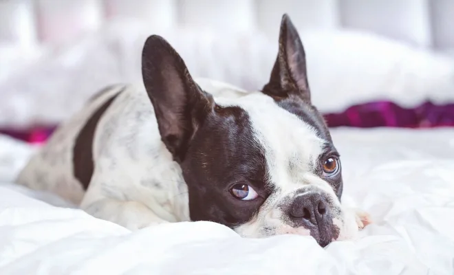 One-of-a-Kind Pet Getaways