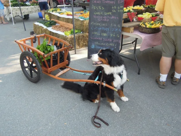 One-of-a-Kind Pet Getaways Enjoy a day at the local farmer's market with your pet.