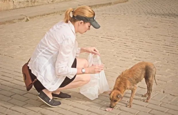 Feeding a street dog (a nursing mother) in Havana. I tried to bring dog food wherever I went.