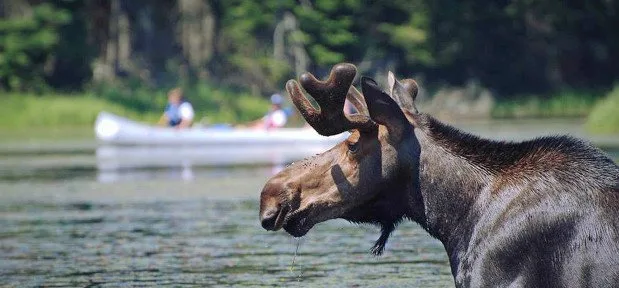 Into the Wild: Escape to the Algonquin It's common to see wildlife in Algonquin Park