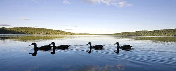 Into the Wild: Escape to the Algonquin Discover the wildlifeย in Algonquin Park, Canada