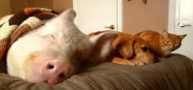 How One Pig Convinced Thousands to go Vegan Esther-the-Pig-and-friends