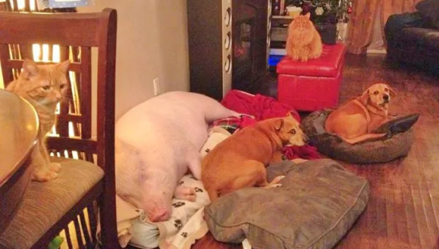 How One Pig Convinced Thousands to go Vegan Esther taking a nap with her family