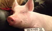 How One Pig Convinced Thousands to go Vegan - Urbanette Esther1