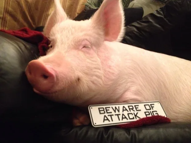 How One Pig Convinced Thousands to go Vegan Esther at Home