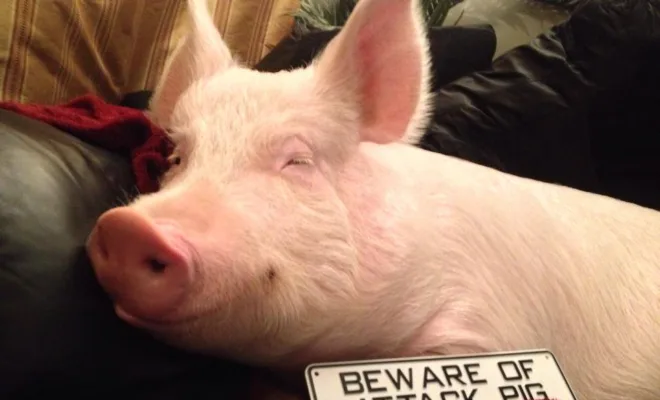 How One Pig Convinced Thousands to go Vegan