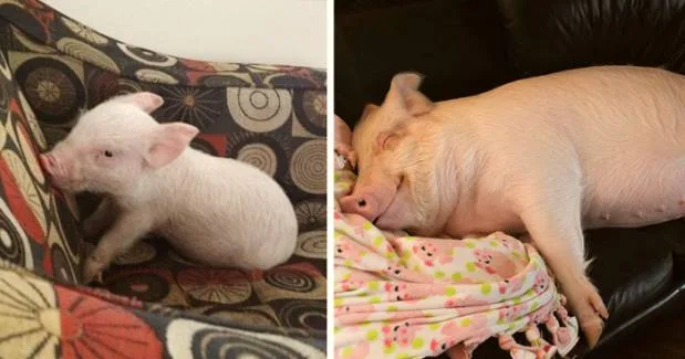 How One Pig Convinced Thousands to go Vegan Esther when they adopted her, and now