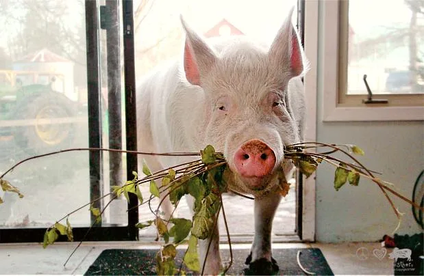 How One Pig Convinced Thousands to go Vegan estherthewonderpig