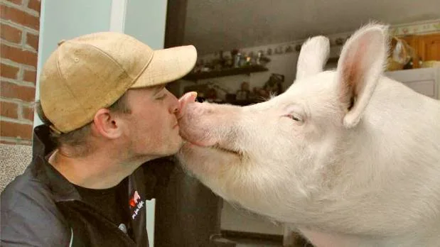 How One Pig Convinced Thousands to go Vegan estherthewonderpig