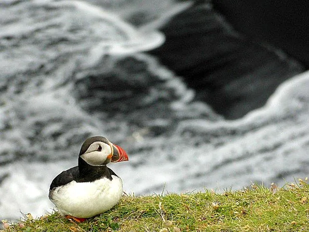 Puffins love the black beach