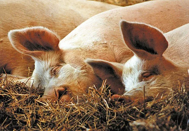 Fighting the Good Fight in Woodstock Farm-Sanctuary-Cute-Sleeping-Pigs