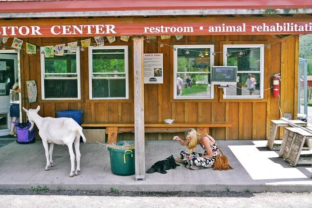 Fighting the Good Fight in Woodstock Pogo, the tail-less cat