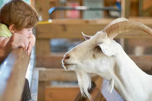 Fighting the Good Fight in Woodstock woodstock-farm-animal-sanctuary