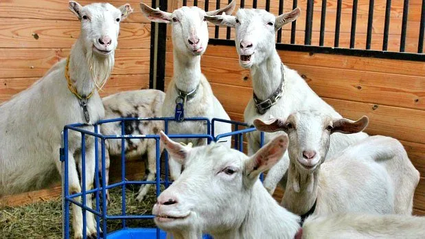 Fighting the Good Fight in Woodstock woodstock-farm-interview