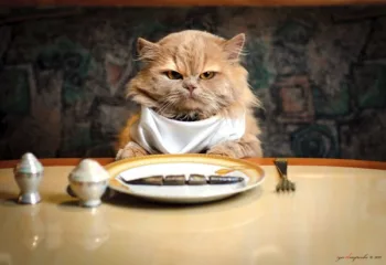 dangerous-pet-food
