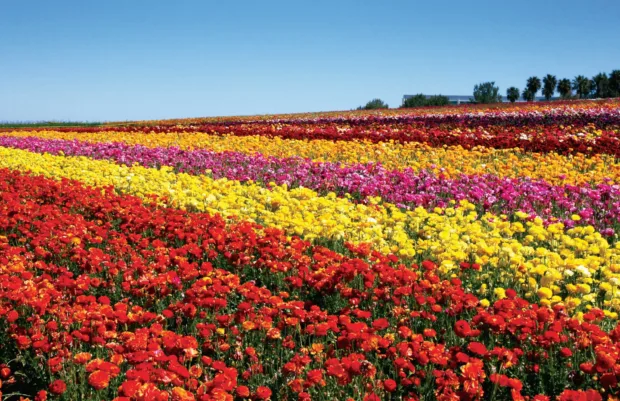 5 Reasons I Love Carlsbad Carlsbad Flower Fields