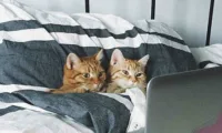Talking Cats + other Weekly Discoveries - tumblr o36yi8alZK1us7vt4o1 500