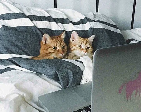 Talking Cats + other Weekly Discoveries