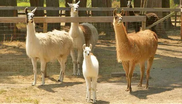 Go hiking with a new llama friend!