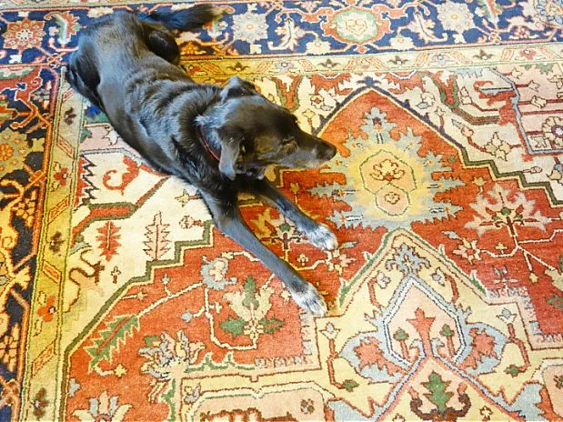 The Stanford Inn's resident pooch