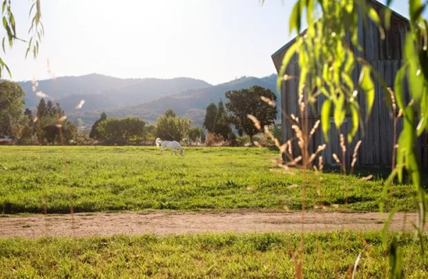 sanctuary-vegan-hotel