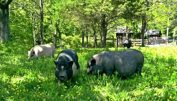 sanctuary-vegan-hotel