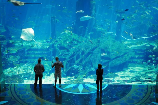 Dubai: Your Complete Travel Guide to this Land of Excess Aquarium