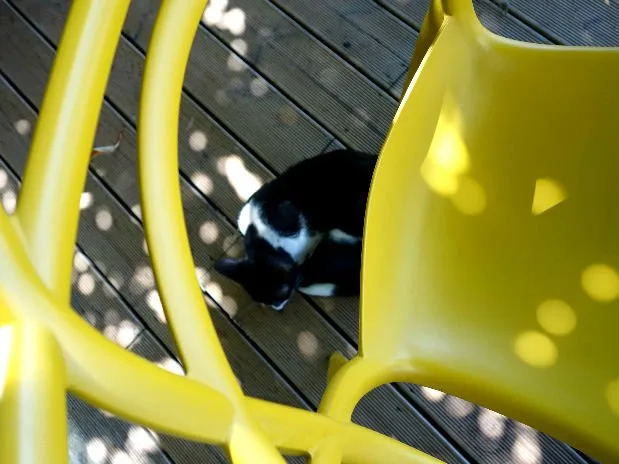 One of the many stray cats that nobody seems to be looking out for. This skinny little guy curled up under our chair.